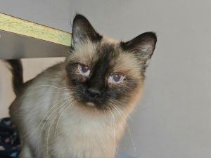 Elsa, Adult Female Siamese