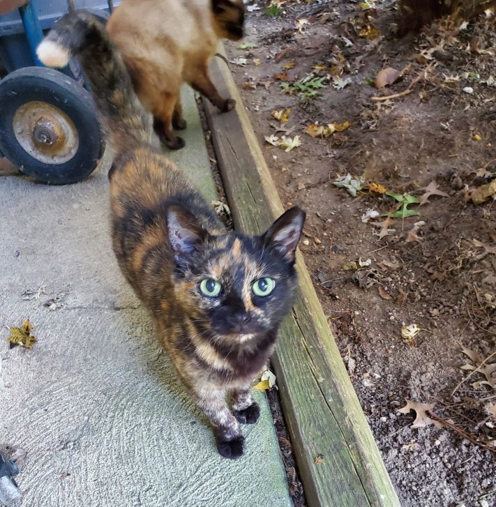 COURTESY Tortie