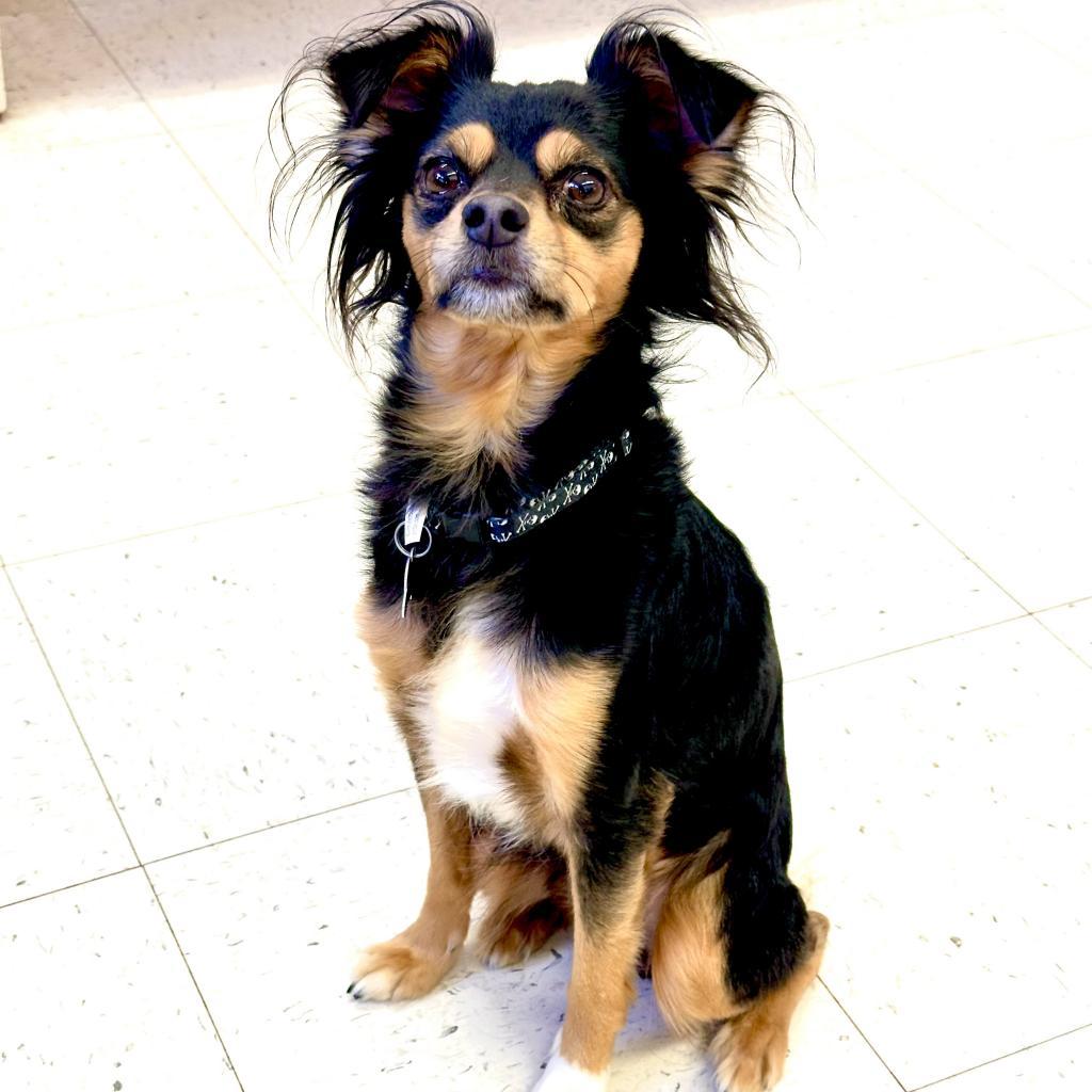 Lucky, an adoptable Papillon, Miniature Pinscher in Fresno, CA, 93725 | Photo Image 1