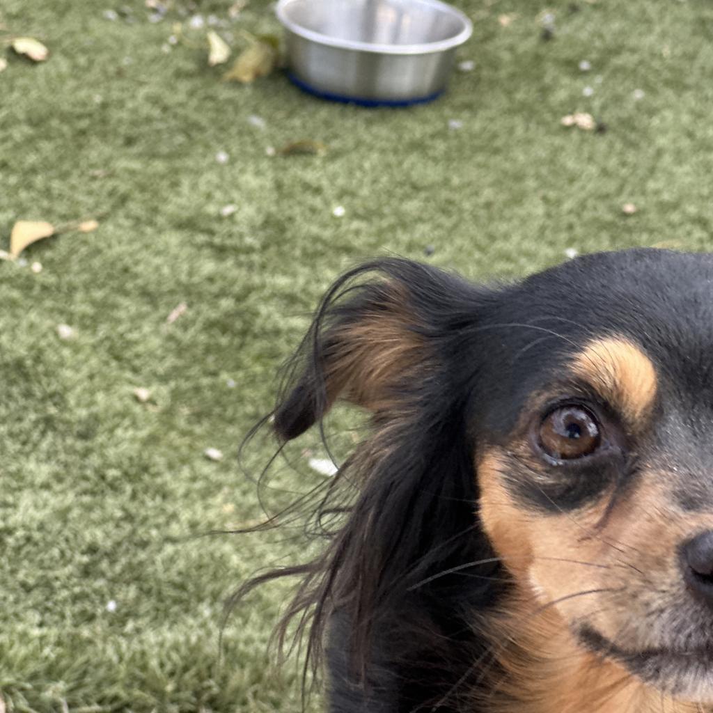 Lucky, an adoptable Papillon, Miniature Pinscher in Fresno, CA, 93725 | Photo Image 2