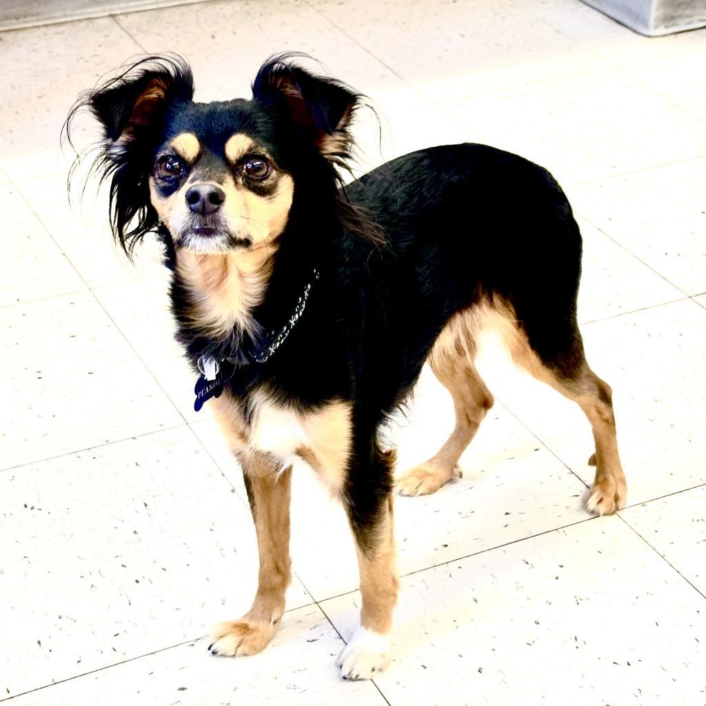 Lucky, an adoptable Papillon, Miniature Pinscher in Fresno, CA, 93725 | Photo Image 3