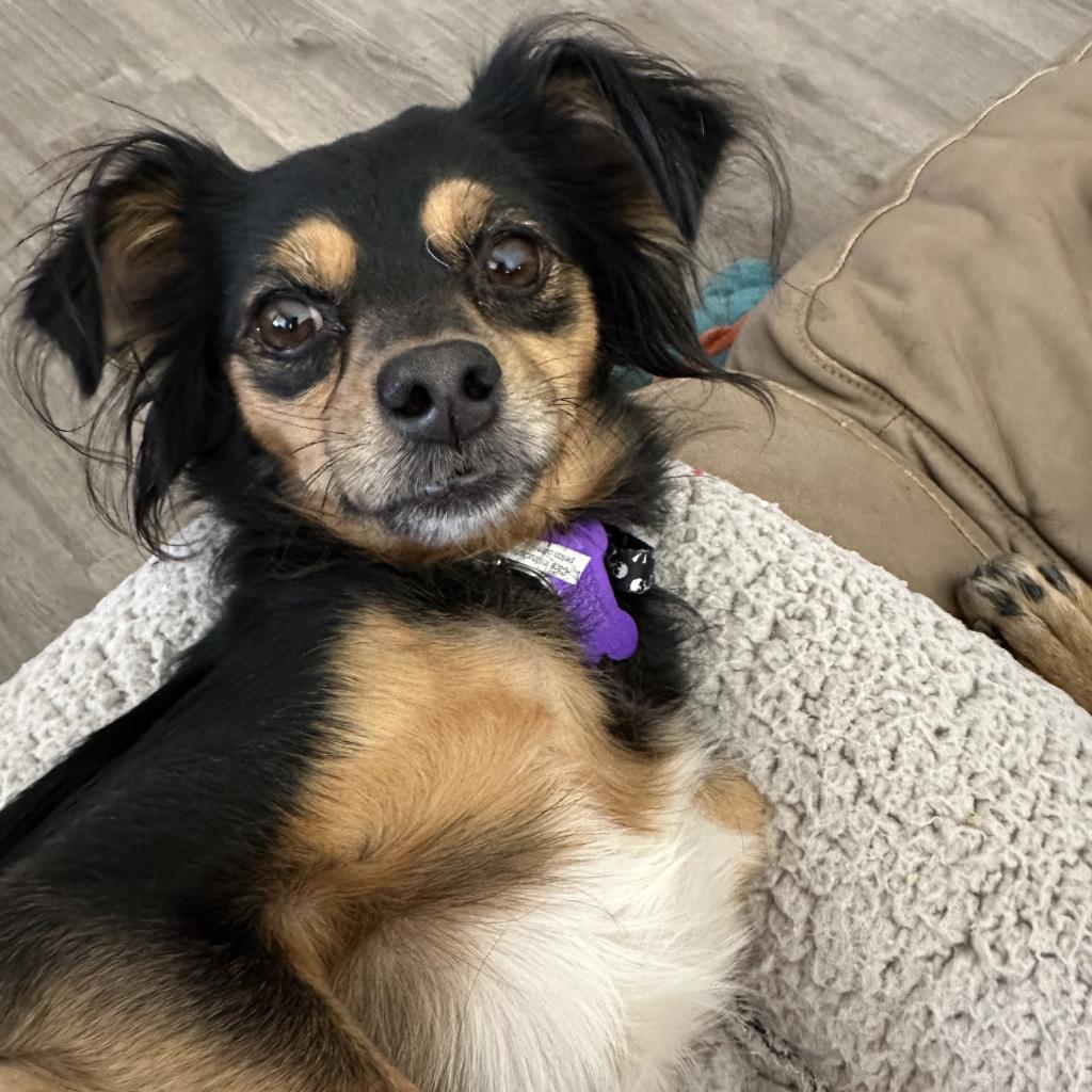 Lucky, an adoptable Papillon, Miniature Pinscher in Fresno, CA, 93725 | Photo Image 4