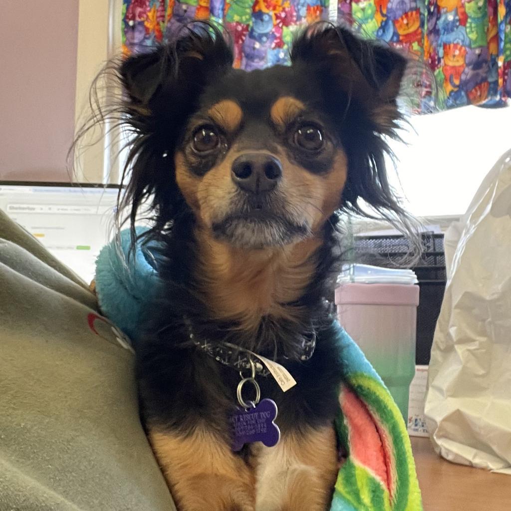 Lucky, an adoptable Papillon, Miniature Pinscher in Fresno, CA, 93725 | Photo Image 6