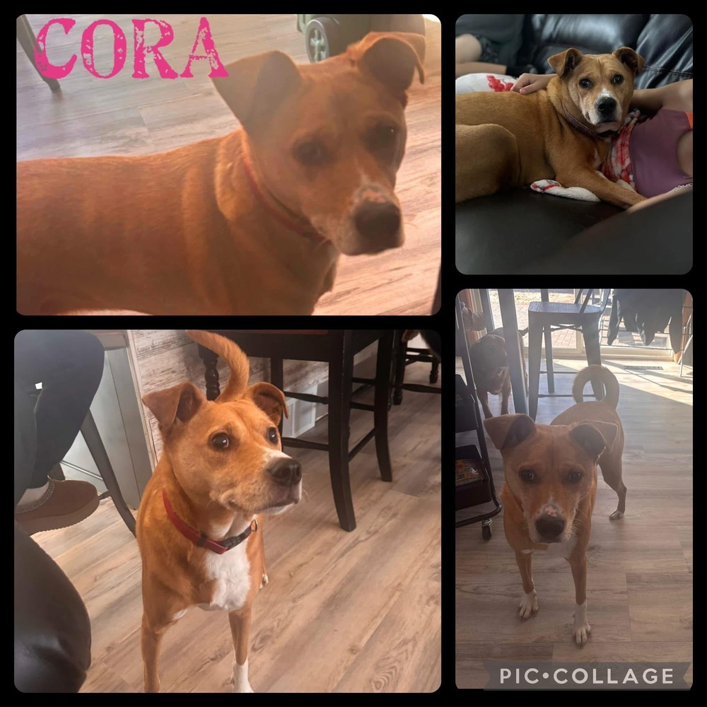 Cora, an adoptable Boxer in Rockland, WI, 54653 | Photo Image 1