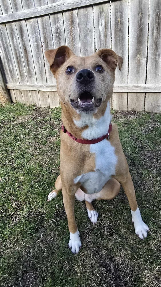 Cora, an adoptable Boxer in Rockland, WI, 54653 | Photo Image 1