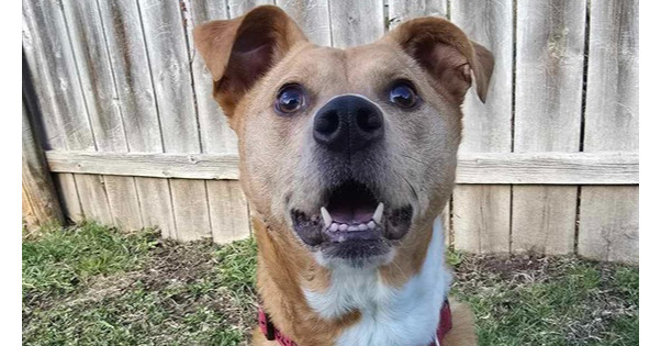 Cora, an adoptable Boxer in Rockland, WI, 54653 | Photo Image 1