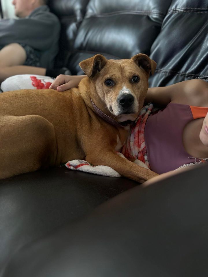 Cora, an adoptable Boxer in Rockland, WI, 54653 | Photo Image 2