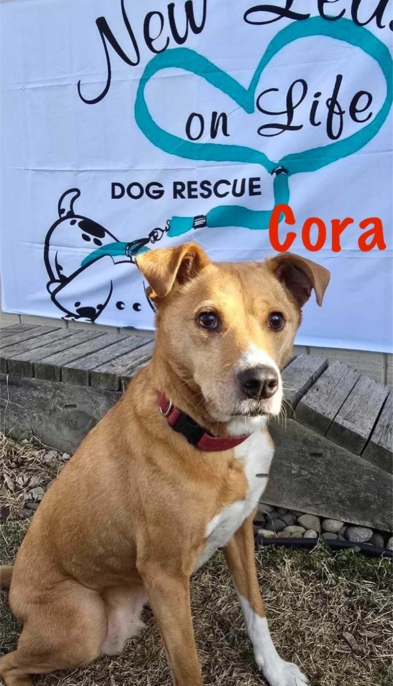 Cora, an adoptable Boxer in Rockland, WI, 54653 | Photo Image 2