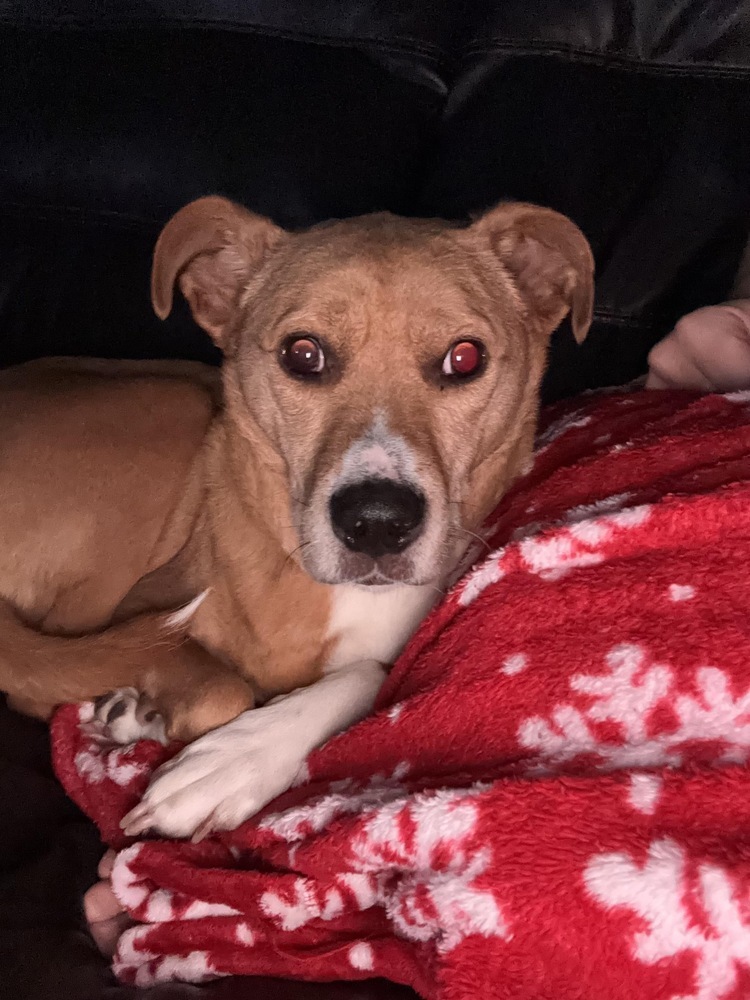 Cora, an adoptable Boxer in Rockland, WI, 54653 | Photo Image 3