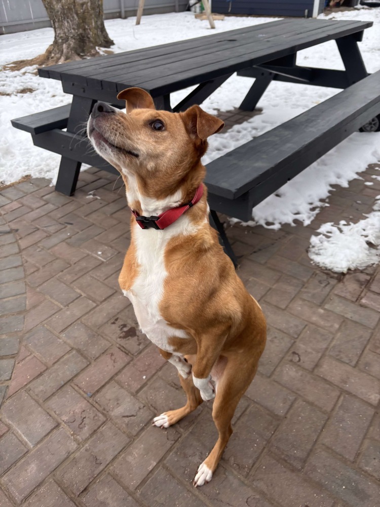 Cora, an adoptable Boxer in Rockland, WI, 54653 | Photo Image 4