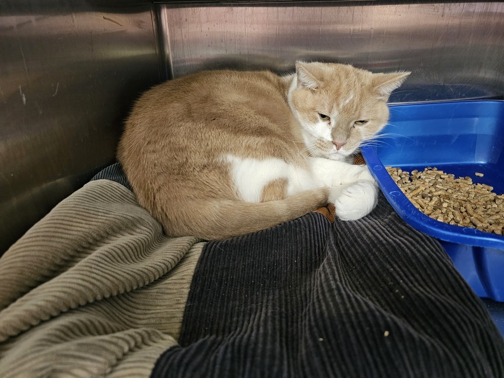 Baked Potato, an adoptable Domestic Short Hair in Houghton, MI, 49931 | Photo Image 1