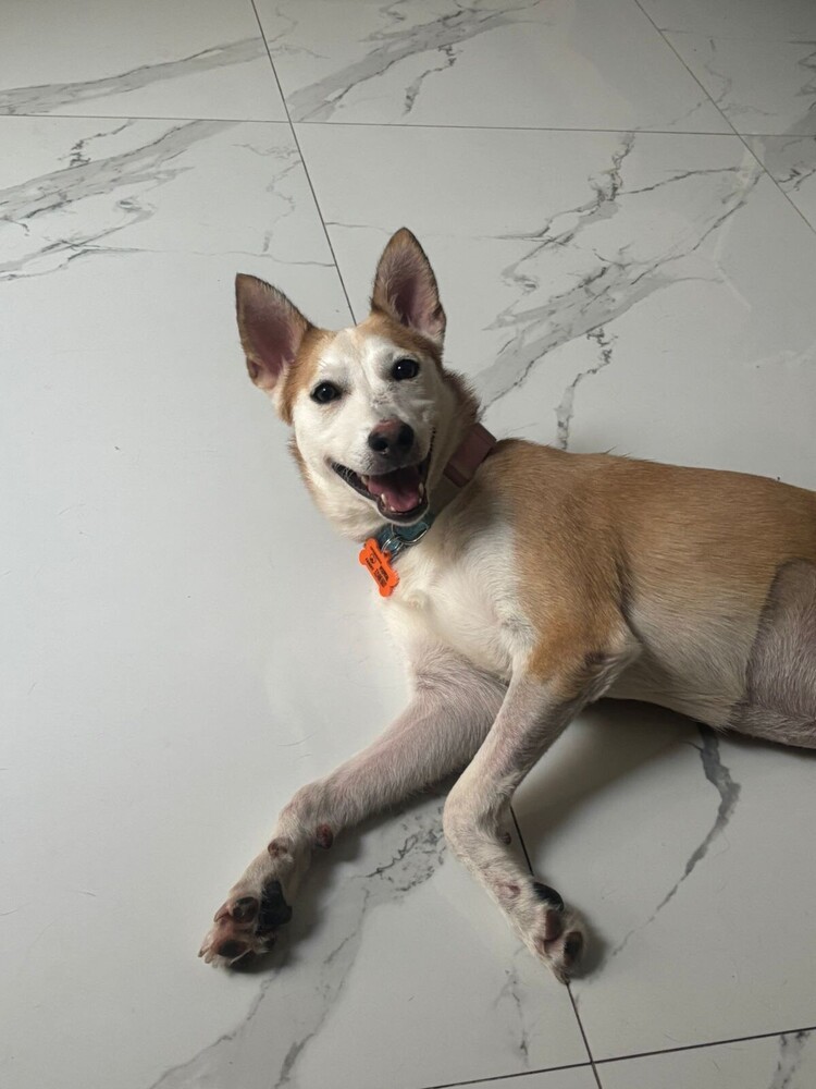 TULA, an adoptable Husky, Labrador Retriever in Jardines de San Manuel, PUE, 72570 | Photo Image 1