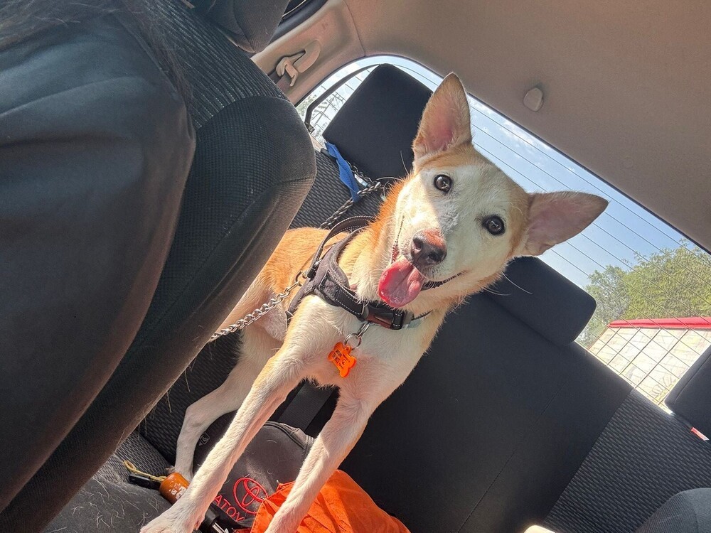 TULA, an adoptable Husky, Labrador Retriever in Jardines de San Manuel, PUE, 72570 | Photo Image 2