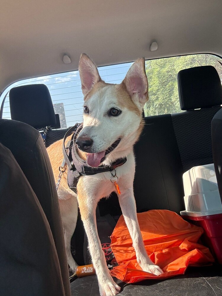 TULA, an adoptable Husky, Labrador Retriever in Jardines de San Manuel, PUE, 72570 | Photo Image 3