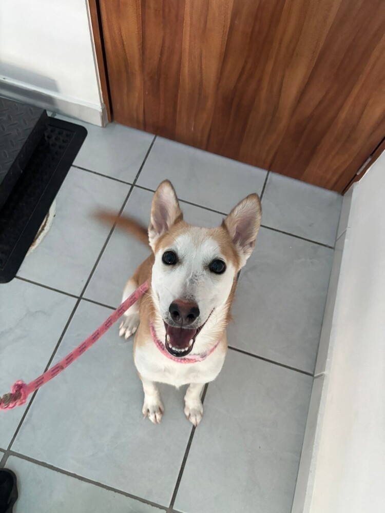 TULA, an adoptable Husky, Labrador Retriever in Jardines de San Manuel, PUE, 72570 | Photo Image 4