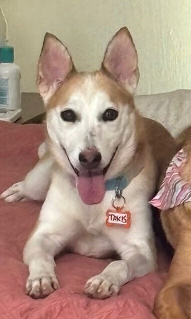 TULA, an adoptable Husky, Labrador Retriever in Jardines de San Manuel, PUE, 72570 | Photo Image 5