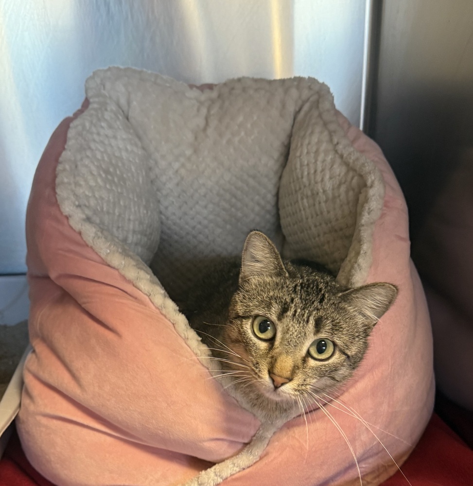 AC Miranda, an adoptable Domestic Short Hair in Fremont, NE, 68025 | Photo Image 1