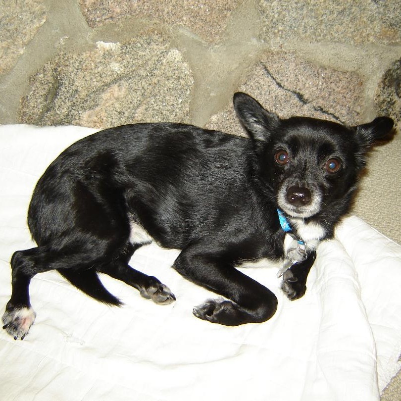 Pancho, an adoptable Chihuahua in Park Falls, WI, 54552 | Photo Image 1