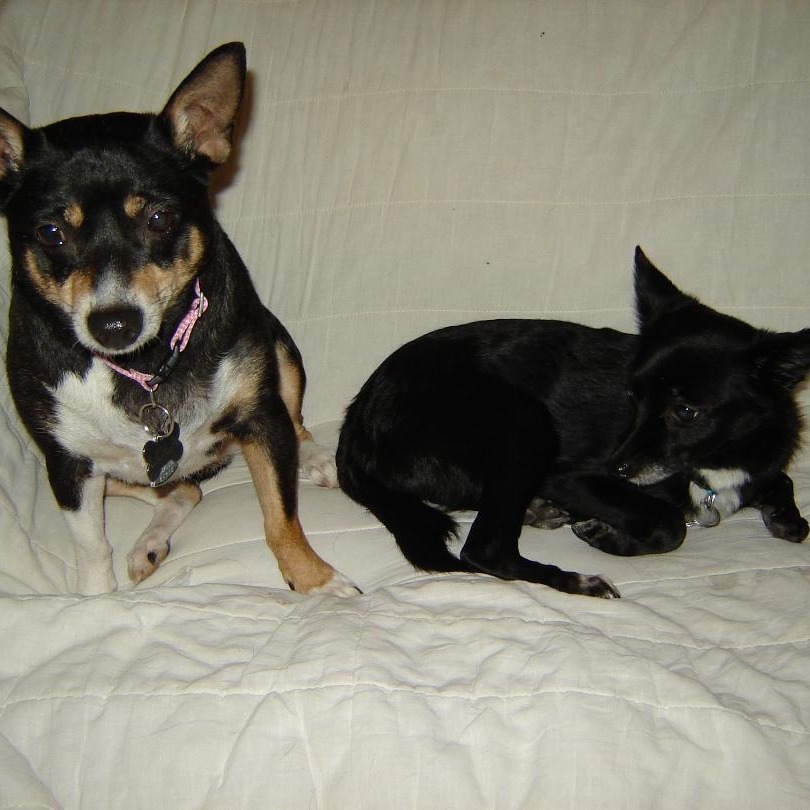 Pancho, an adoptable Chihuahua in Park Falls, WI, 54552 | Photo Image 3