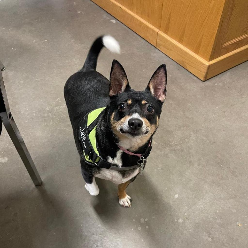 Lola, an adoptable Chihuahua, Dachshund in Park Falls, WI, 54552 | Photo Image 1