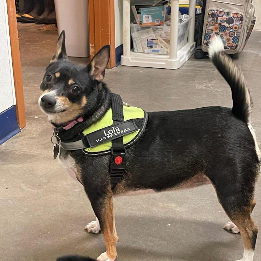 Lola, an adoptable Chihuahua, Dachshund in Park Falls, WI, 54552 | Photo Image 3
