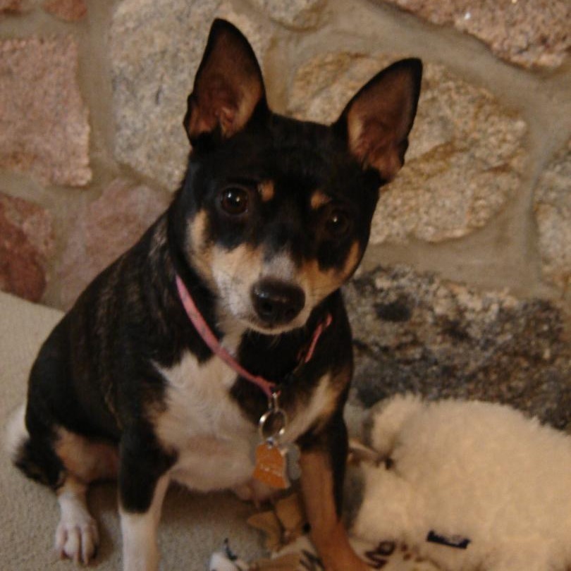 Lola, an adoptable Chihuahua, Dachshund in Park Falls, WI, 54552 | Photo Image 4