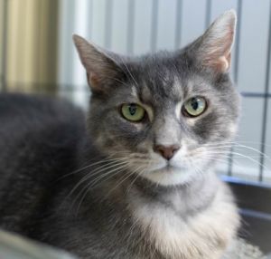 Ruby, Adult Female Domestic Short Hair