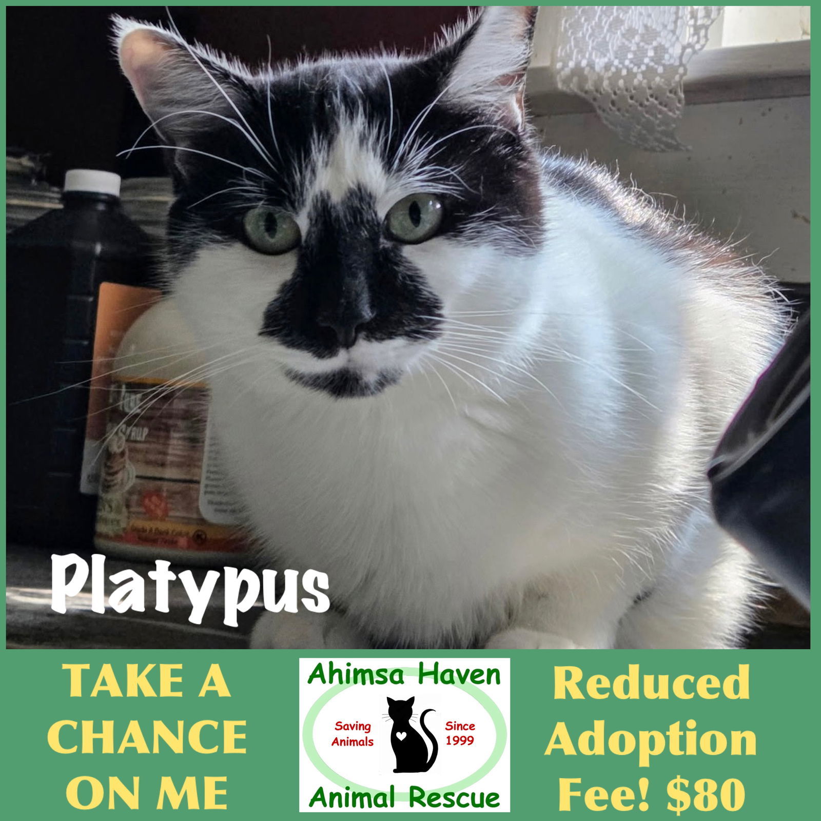Platypus, an adoptable Domestic Short Hair in Winchendon, MA, 01475 | Photo Image 1