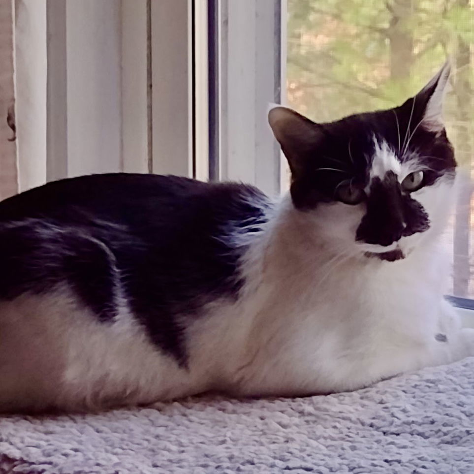 Platypus, an adoptable Domestic Short Hair in Winchendon, MA, 01475 | Photo Image 2