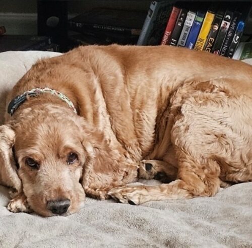 Buster N 24-23028-2 4