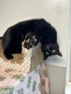 Gremlin photo 2