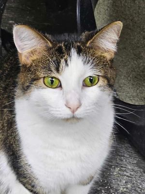 Persephone, Adult Female unknown