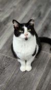 Kitten Kaboodle photo 1