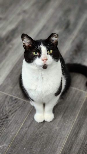 Kitten Kaboodle, Adult Male unknown