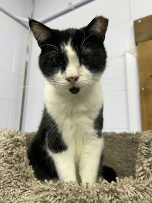Kitten Kaboodle