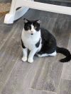 Kitten Kaboodle photo 3