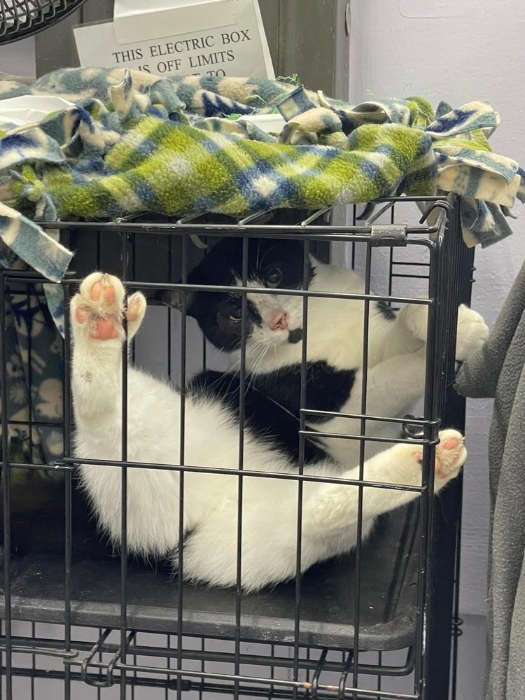 Kitten Kaboodle