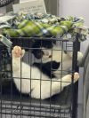 Kitten Kaboodle photo 5
