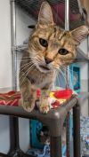 Paws photo 1