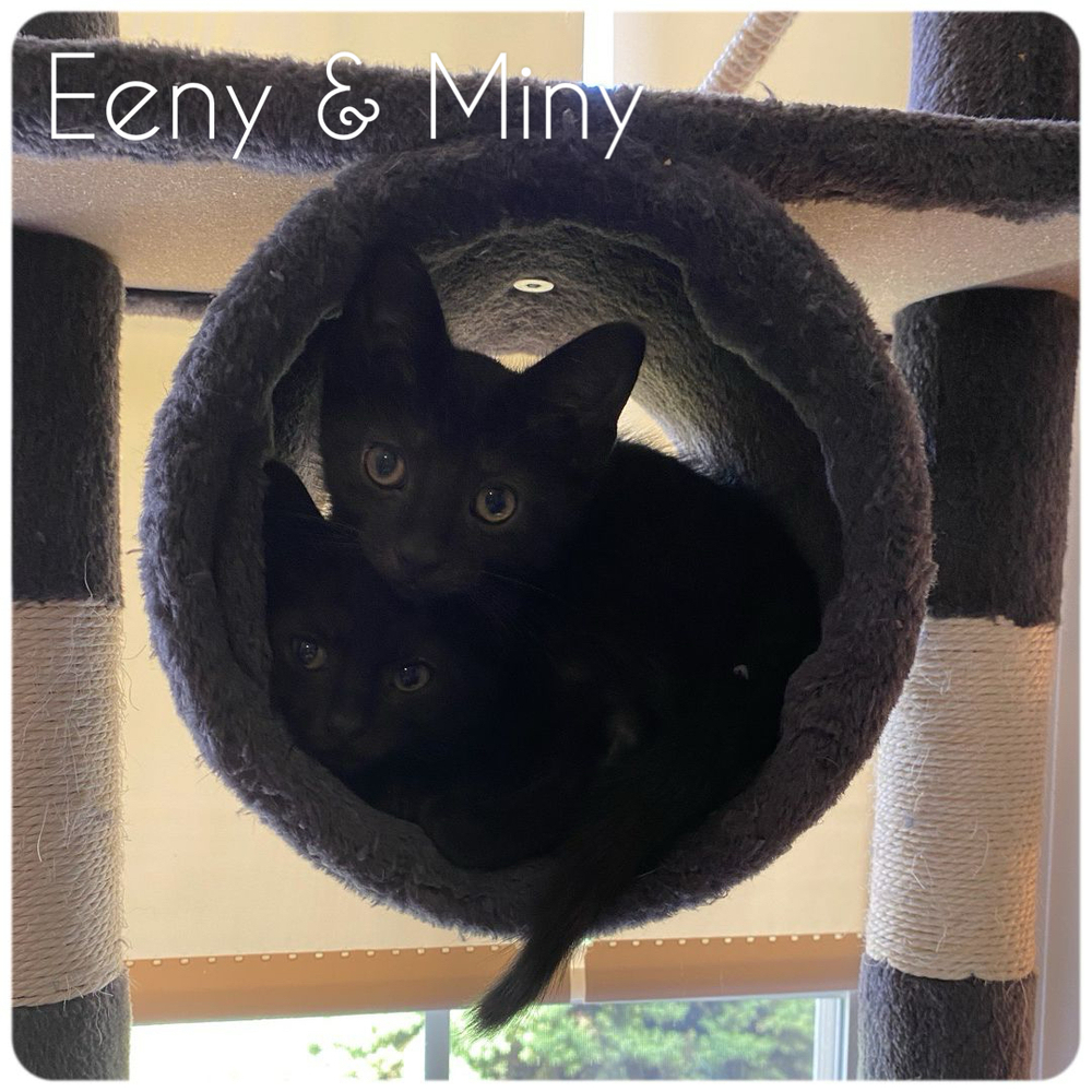 Miny