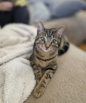 Bow, Adult Male unknown