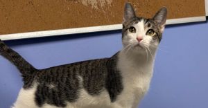 Quartz, Adult Male Domestic Short Hair