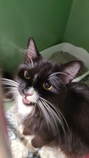 Coral, Adult Female Domestic Medium Hair