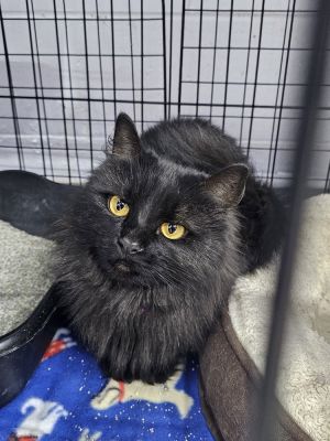 Minnie Mouse, Adult Female Domestic Medium Hair