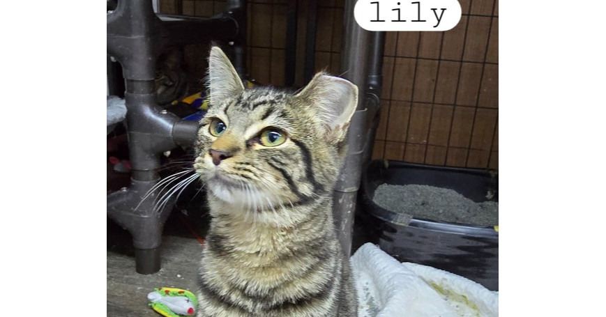 Lily