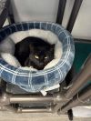 Luna (Mom) photo 3