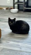 Luna (Mom) photo 4