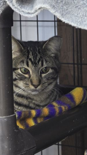 Mia, Adult Female unknown