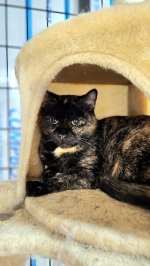 Sundae, Adult Female unknown