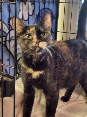 Jada, Adult Female unknown